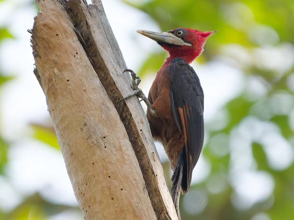 Roodnekspecht (Campephilus rubricollis)
